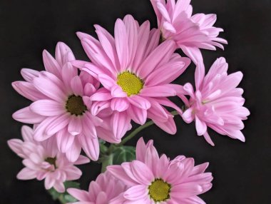 güzel pembe kasımpatı çiçekleri yakın çekim.