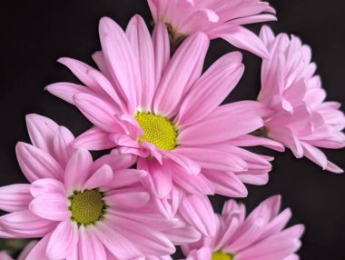 güzel pembe kasımpatı çiçekleri yakın çekim.