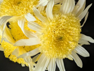 Sarı kasımpatı çiçekleri yakın çekim 