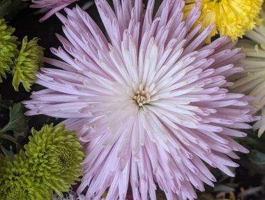 Büyüleyici kasımpatı çiçeklerinin çiçek açmasına yakın.