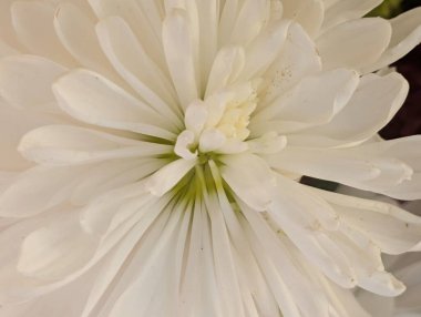 Güzel botanik çekimi, doğal arka plan.