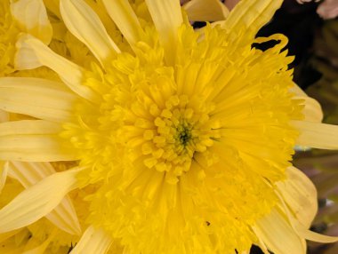 Bahçede güzel sarı kasımpatı çiçekleri 