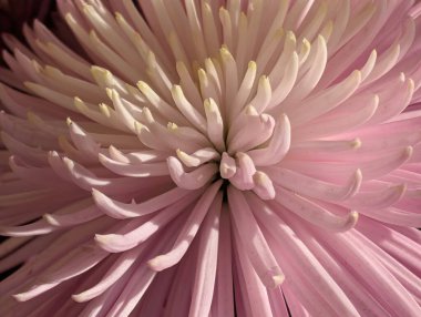 Büyüleyici kasımpatı çiçeklerinin çiçek açmasına yakın.