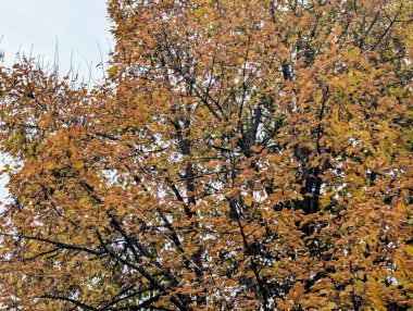 Sonbahar ormanının güzel manzarası 