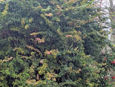 Sonbahar ormanının güzel manzarası 