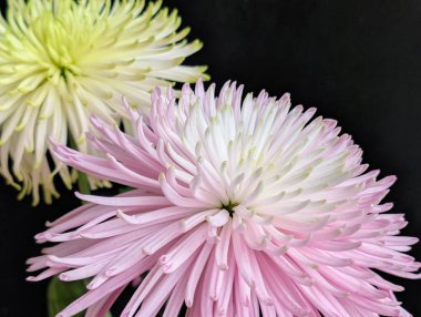 Koyu arkaplanda güzel kasımpatı çiçekleri.