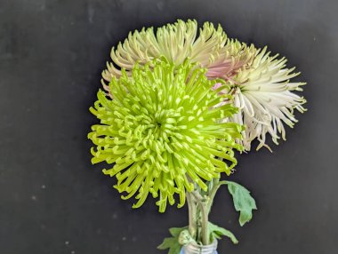 Koyu arkaplandaki güzel kasımpatı çiçeklerinin yakın görüntüsü