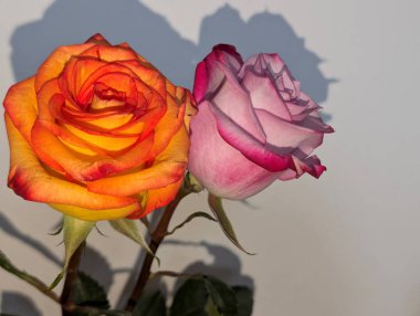 Yumuşak gül çiçeklerinin yakın plan görüntüsü