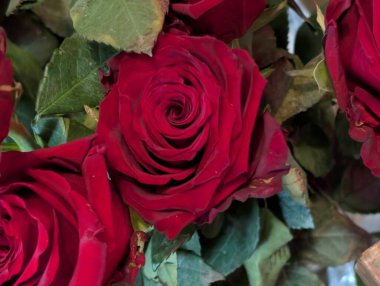 kırmızı gül çiçekleri yakın plan görünüm