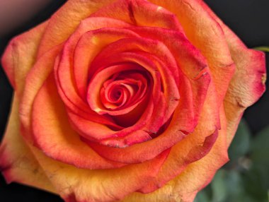 Güzel, yumuşak bir çiçeğin, doğal bir duvar kağıdının manzarasını kapat.       