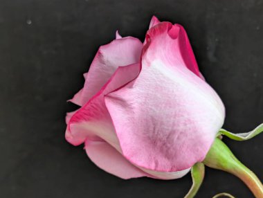 Güzel, yumuşak bir çiçeğin, doğal bir duvar kağıdının manzarasını kapat.       