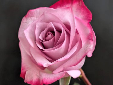 Güzel, narin gül çiçeğinin yakın görüntüsü