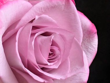 Güzel, narin gül çiçeğinin yakın görüntüsü