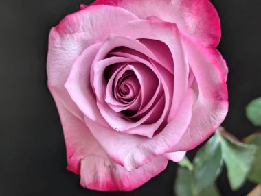 Güzel, narin gül çiçeğinin yakın görüntüsü