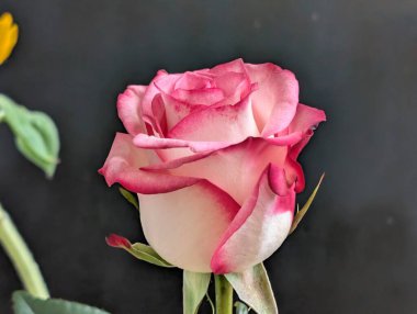 Güzel, narin gül çiçeğinin yakın görüntüsü