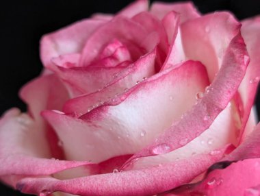 Güzel, narin gül çiçeğinin yakın görüntüsü