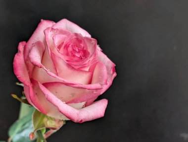 Güzel, narin gül çiçeğinin yakın görüntüsü