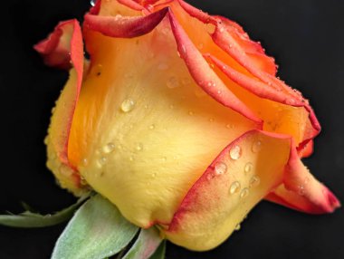 Güzel, narin gül çiçeğinin yakın görüntüsü