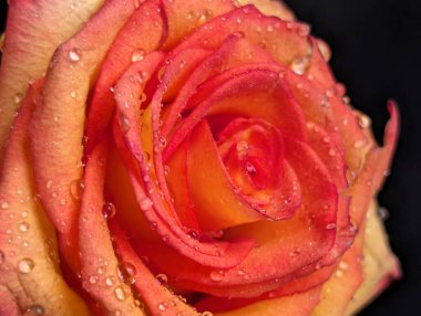 Güzel, narin gül çiçeğinin yakın görüntüsü