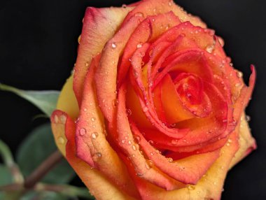 Güzel, narin gül çiçeğinin yakın görüntüsü