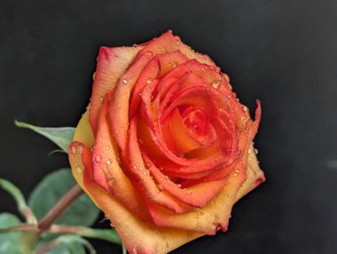 Güzel, narin gül çiçeğinin yakın görüntüsü