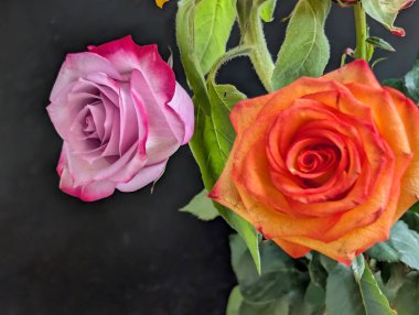 Güzel, narin çiçeklerin, doğal duvar kağıtlarının manzarasını kapat.       