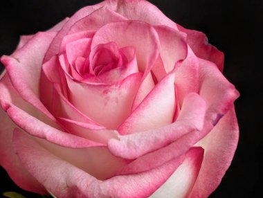 Güzel, narin gül çiçeğinin yakın görüntüsü