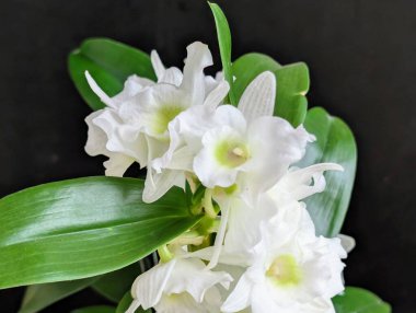 Güzel, narin çiçeklerin, doğal duvar kağıtlarının manzarasını kapat.       