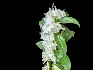 Güzel, narin çiçeklerin, doğal duvar kağıtlarının manzarasını kapat.       