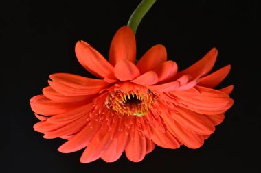 Koyu arkaplana karşı tek çiçeğin yakın plan görüntüsü