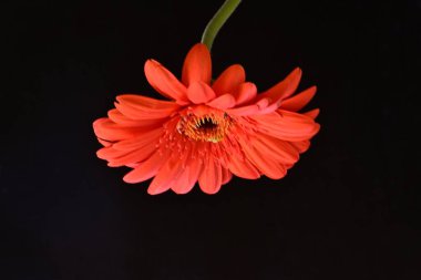 Koyu arkaplana karşı tek çiçeğin yakın plan görüntüsü