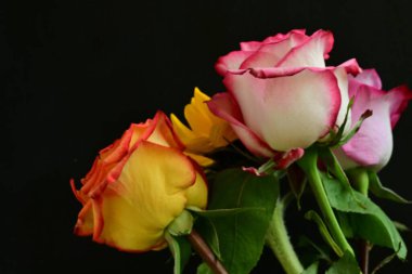 Güzel ayçiçeği ve gül çiçeklerinin yakın görüntüsü