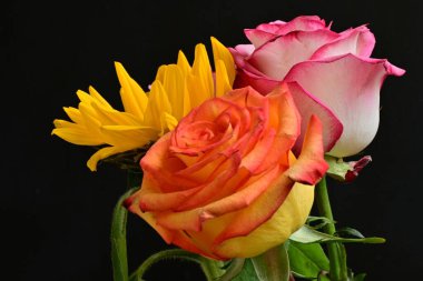 Güzel ayçiçeği ve gül çiçeklerinin yakın görüntüsü