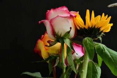 Güzel ayçiçeği ve gül çiçeklerinin yakın görüntüsü