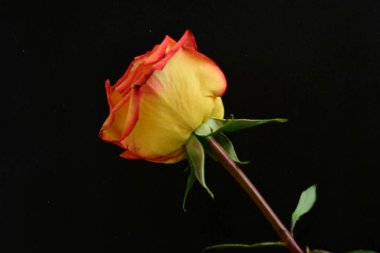 Güzel, narin gül çiçeğinin yakın görüntüsü