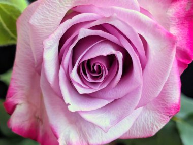 Güzel, narin gül çiçeğinin yakın görüntüsü