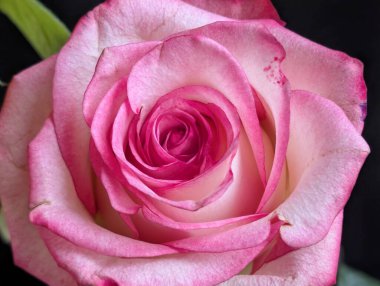 Koyu arkaplana karşı tek çiçeğin yakın plan görüntüsü