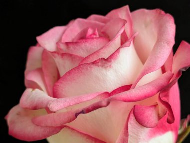 Koyu arkaplana karşı tek çiçeğin yakın plan görüntüsü