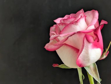 Koyu arkaplana karşı tek çiçeğin yakın plan görüntüsü