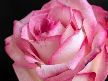 Koyu arkaplana karşı tek çiçeğin yakın plan görüntüsü