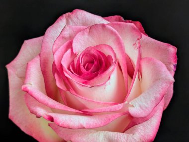 Koyu arkaplana karşı tek çiçeğin yakın plan görüntüsü