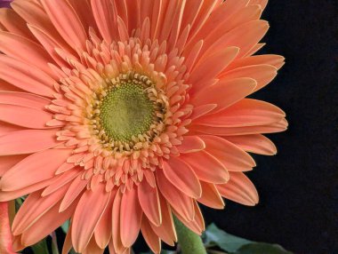 Koyu arkaplana karşı tek çiçeğin yakın plan görüntüsü