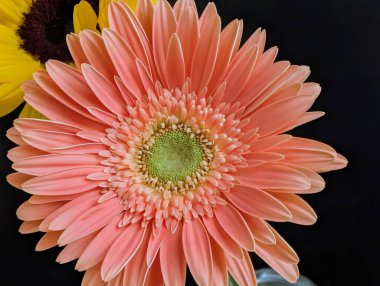 Koyu arkaplanda güzel, taze çiçeklerin manzarasını kapat