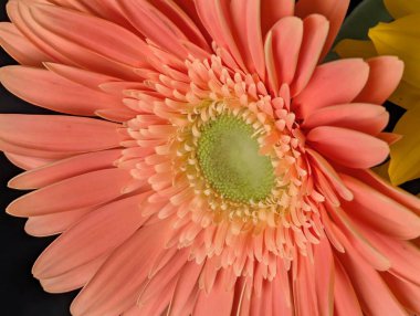 Koyu arkaplana karşı tek çiçeğin yakın plan görüntüsü