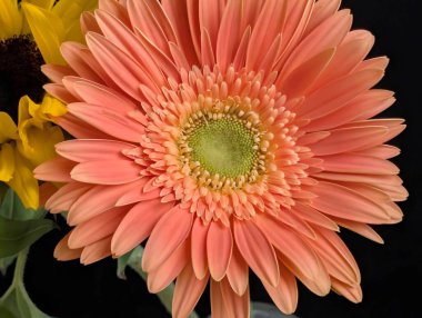 Koyu arkaplana karşı tek çiçeğin yakın plan görüntüsü