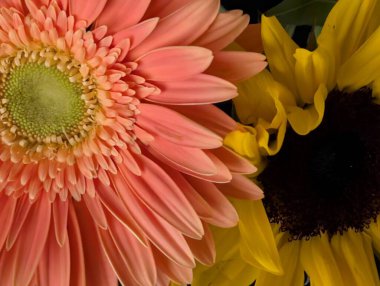 Koyu arkaplanda güzel, taze çiçeklerin manzarasını kapat