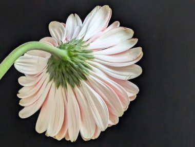 Koyu arkaplana karşı tek çiçeğin yakın plan görüntüsü