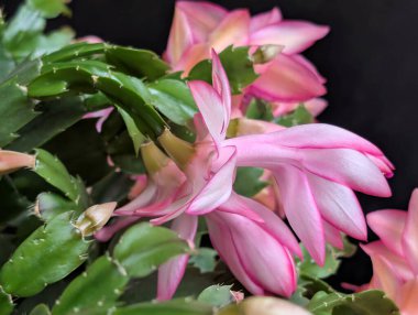 Koyu arkaplanda güzel, taze çiçeklerin manzarasını kapat