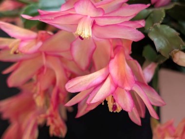 Koyu arkaplanda güzel, taze çiçeklerin manzarasını kapat