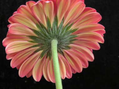 Koyu arkaplana karşı canlı çiçeğin yakın plan görüntüsü